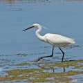 Little Egret, (Egretta garzetta) Algarve,  Alan Prowse